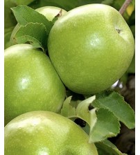 Яблуня Гренні сміт (зимовий сорт)